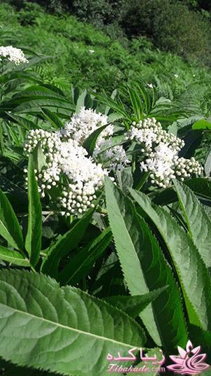 .:آلبوم عکسهای خودگرفته ما:.